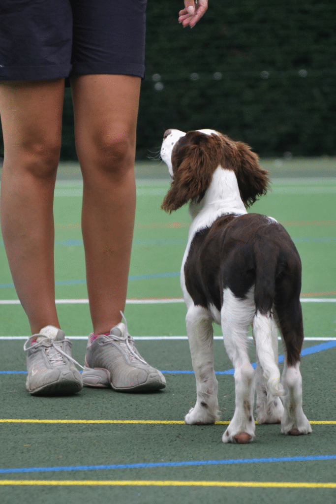 Basic Obedience Training for Dogs