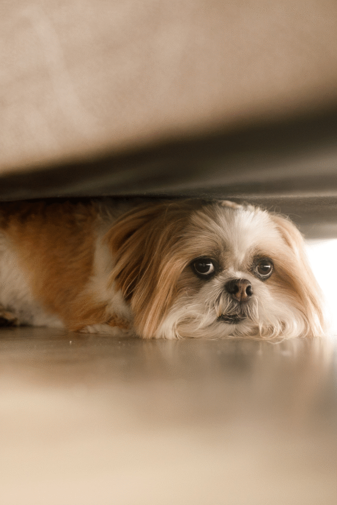 fear in dogs
