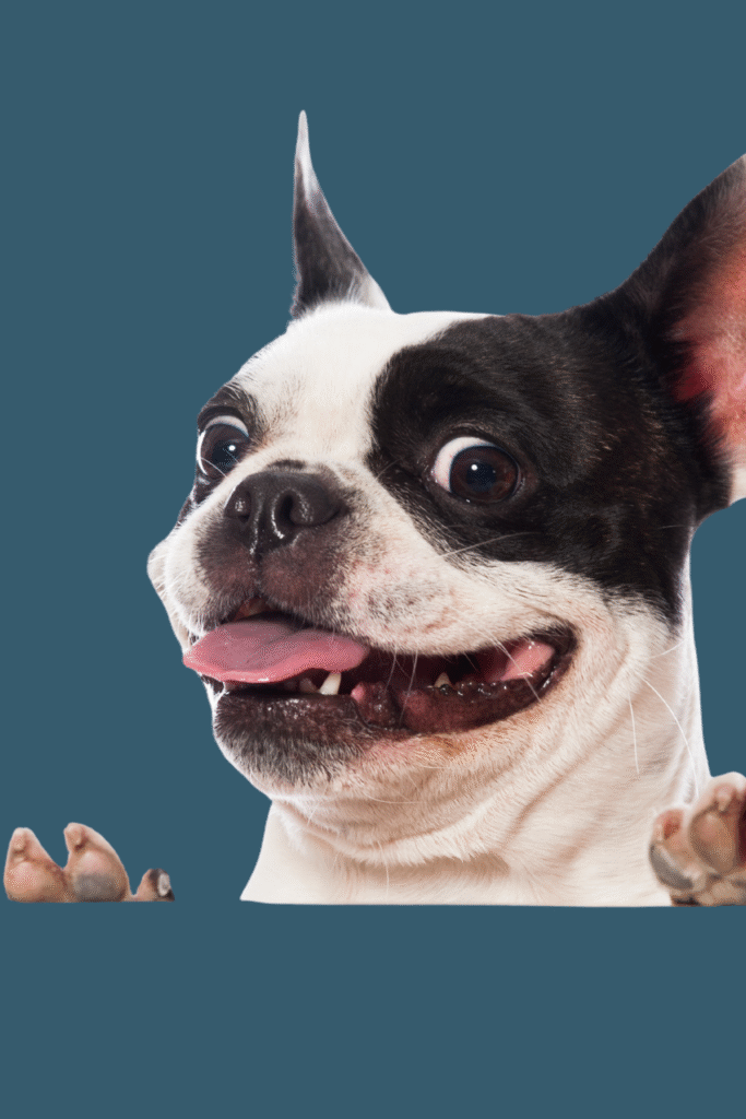 French Bulldogs