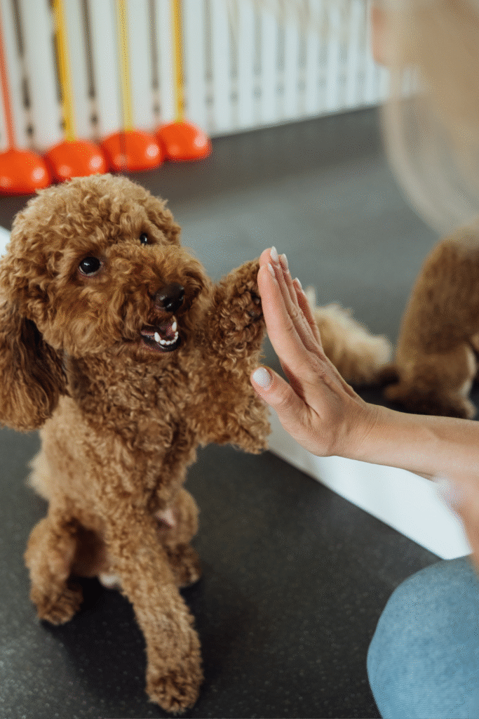 Puppy Training Tips