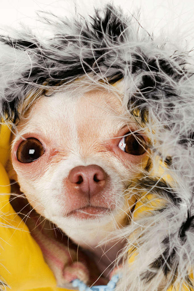 Dog Winter Care Essentials