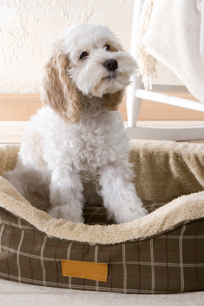 Dog Bed