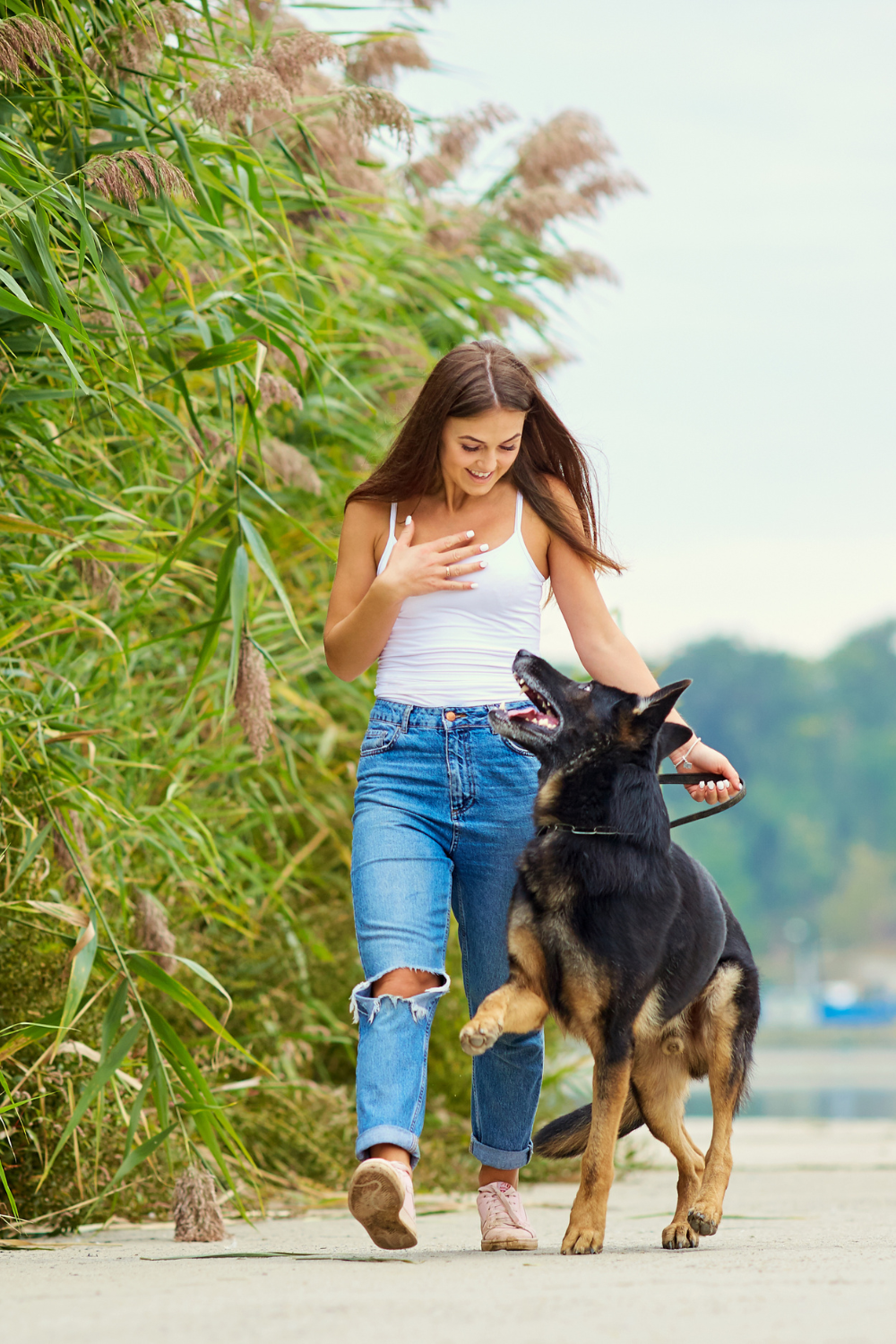 Basic obedience of dogs – loose leash walking training
