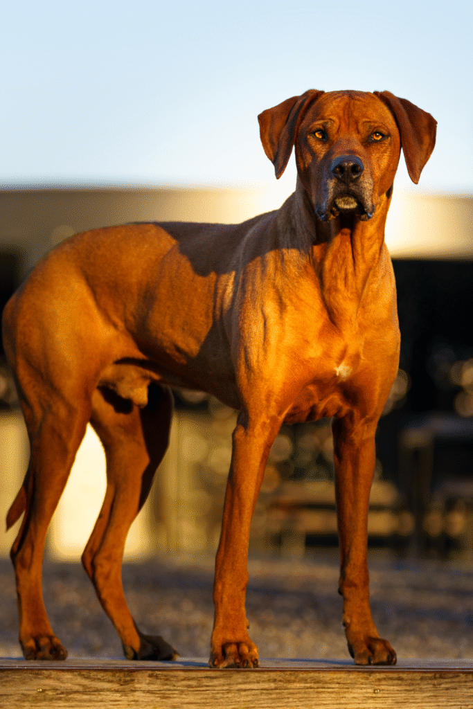 Rhodesian Ridgeback