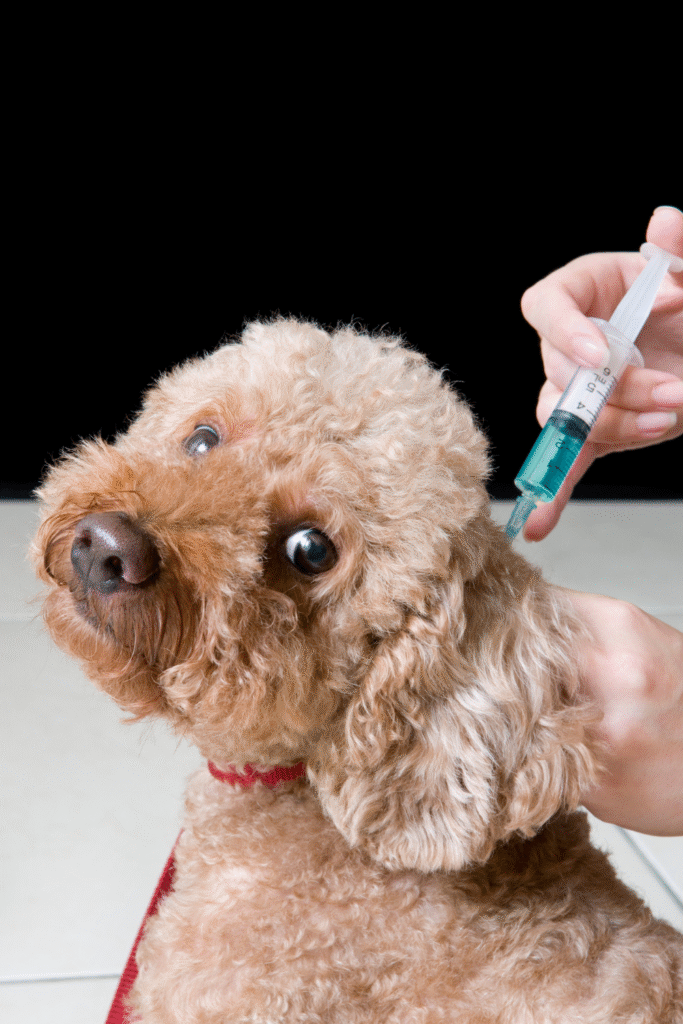 Dog Vaccination Schedule