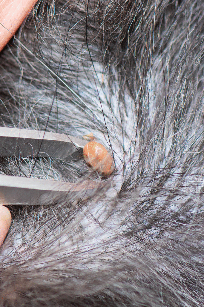 Dog Parasites 