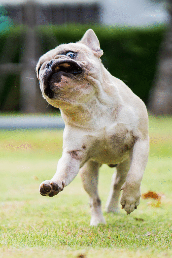 French Bulldogs
