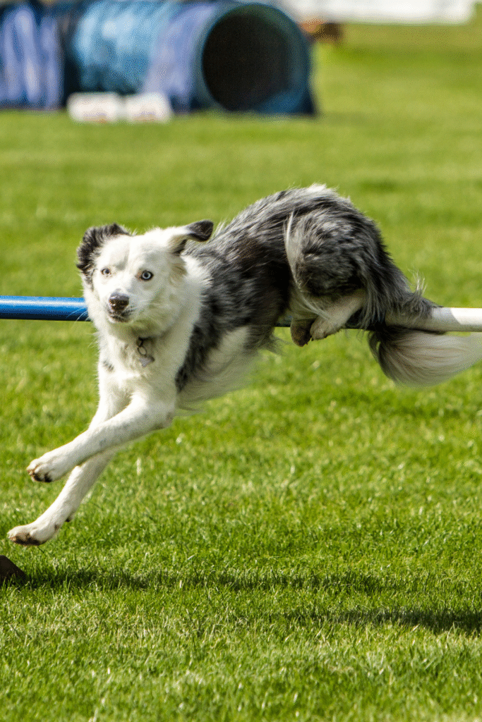 DIY Dog Training Tools