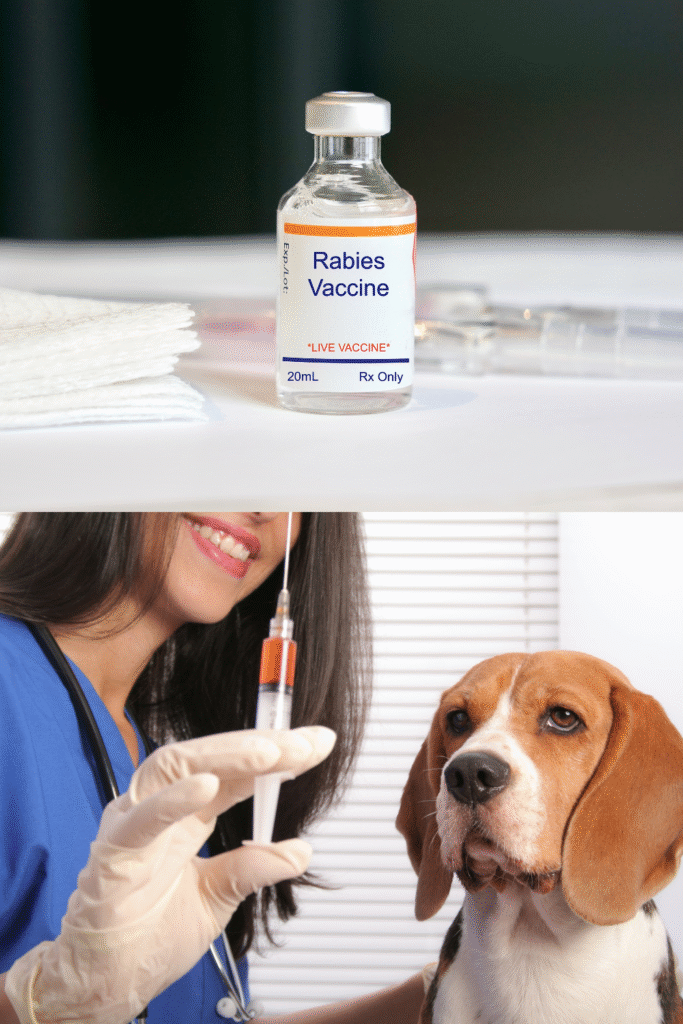 Dog Vaccination Schedule