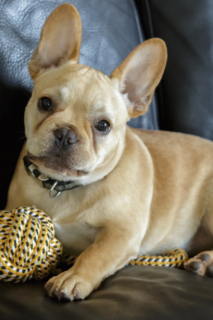French Bulldogs