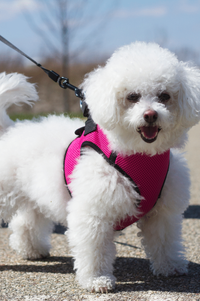 DIY Dog Training Tools
