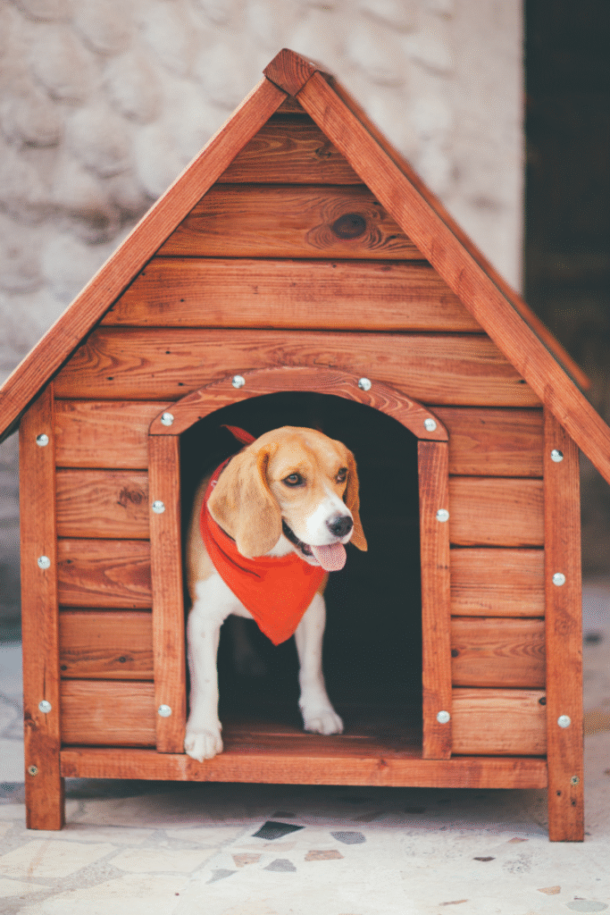 Kennel