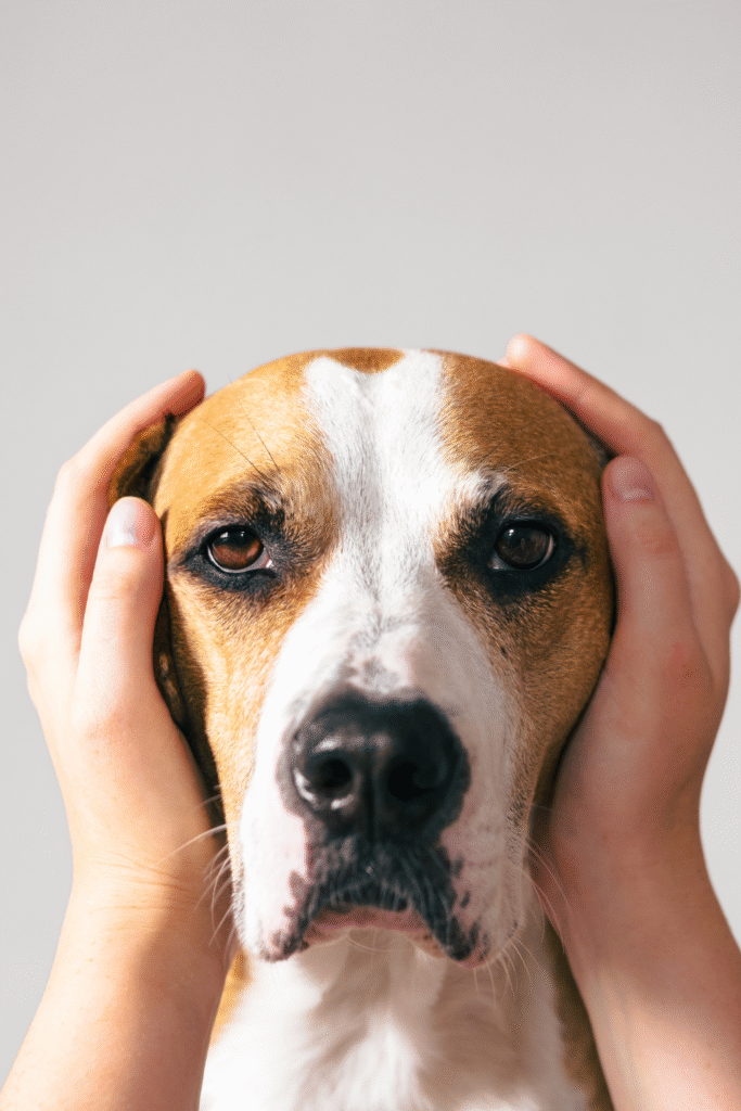 Signs of Fear in Dogs