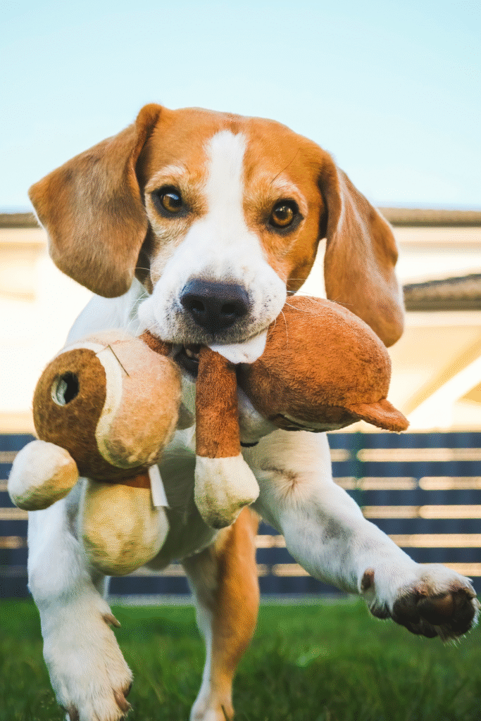 DIY Dog Training Tools
