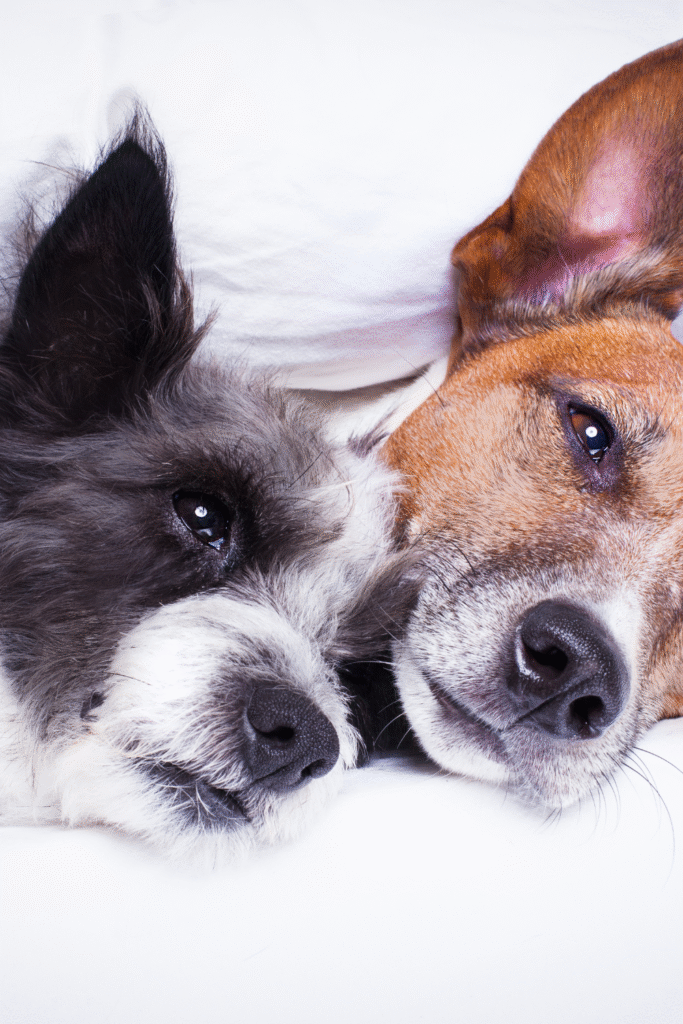 Reproductive Health in Dogs