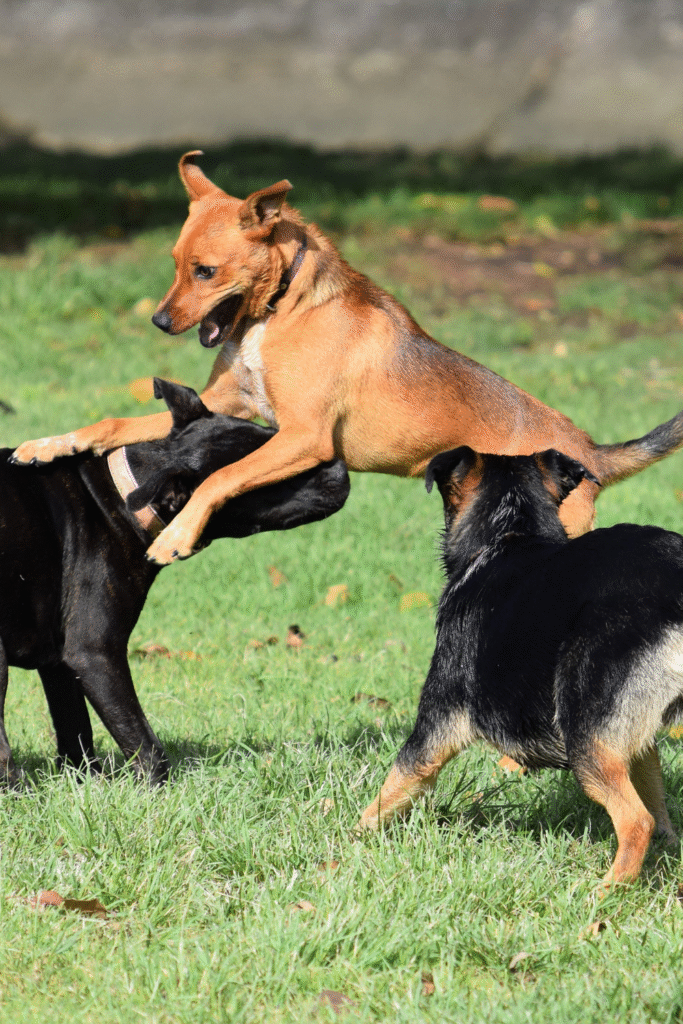 Puppy Training Tips