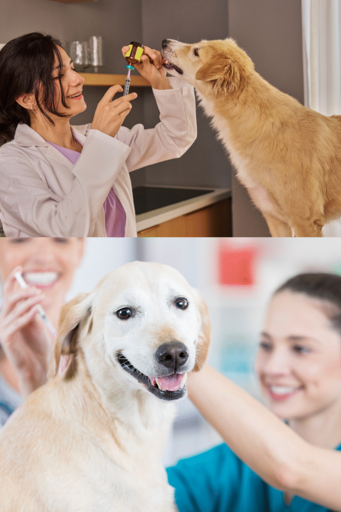 Dog Vaccinations Schedule