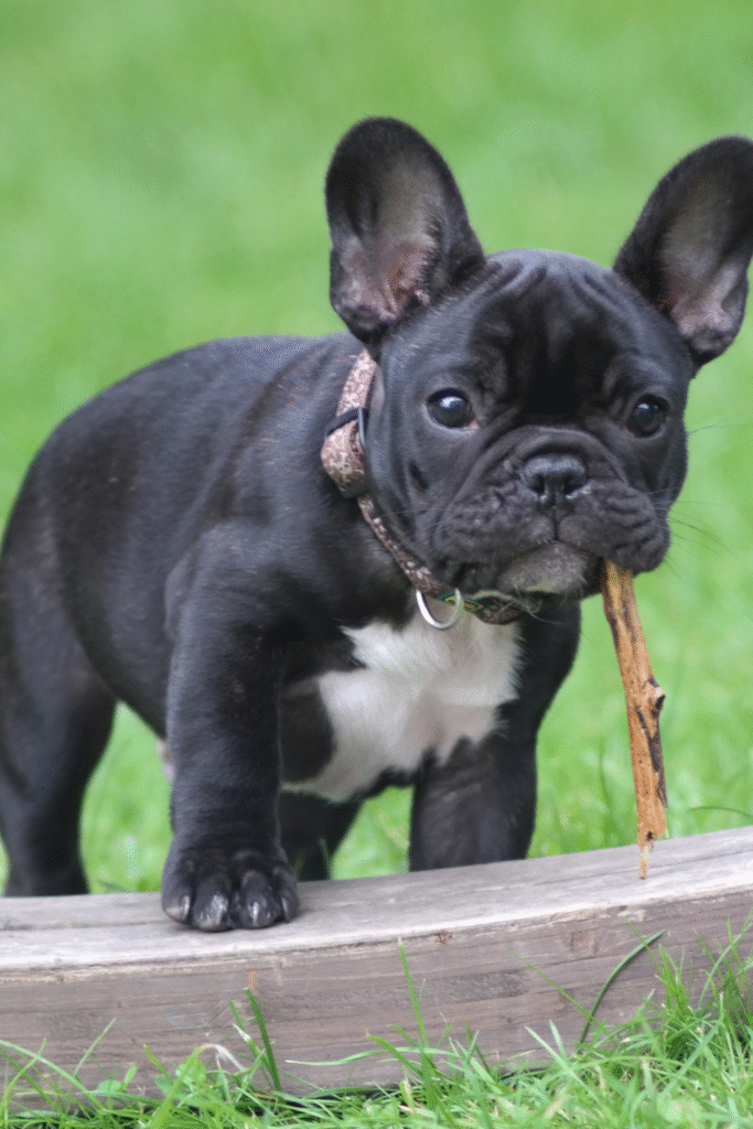 French Bulldogs