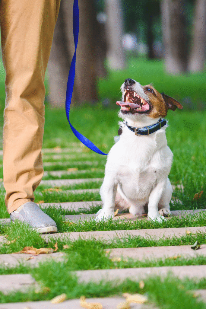 Puppy Training Tips