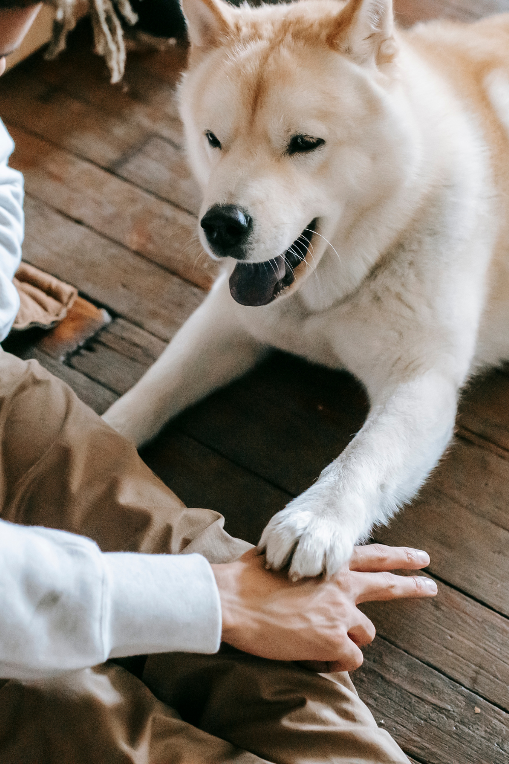Image of a happy dog sitting and receiving a treat from its owner, illustrating the concept of positive reinforcement in dog training.