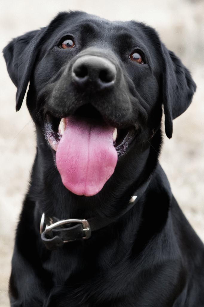 happy dog
