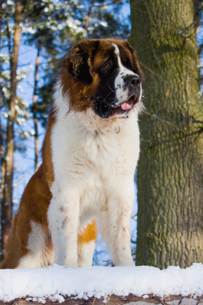 Saint Bernard