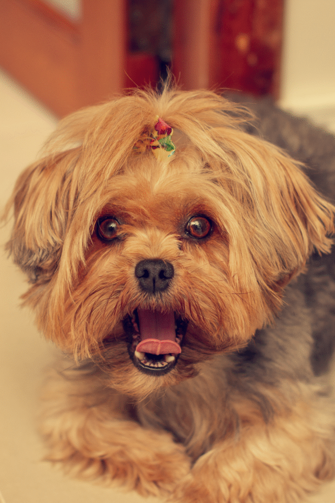 How to Calm an Anxious Dog