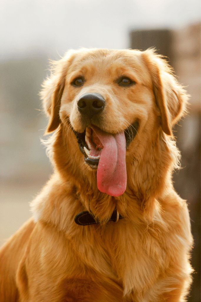 Signs of Health in Dogs: A Comprehensive Guide