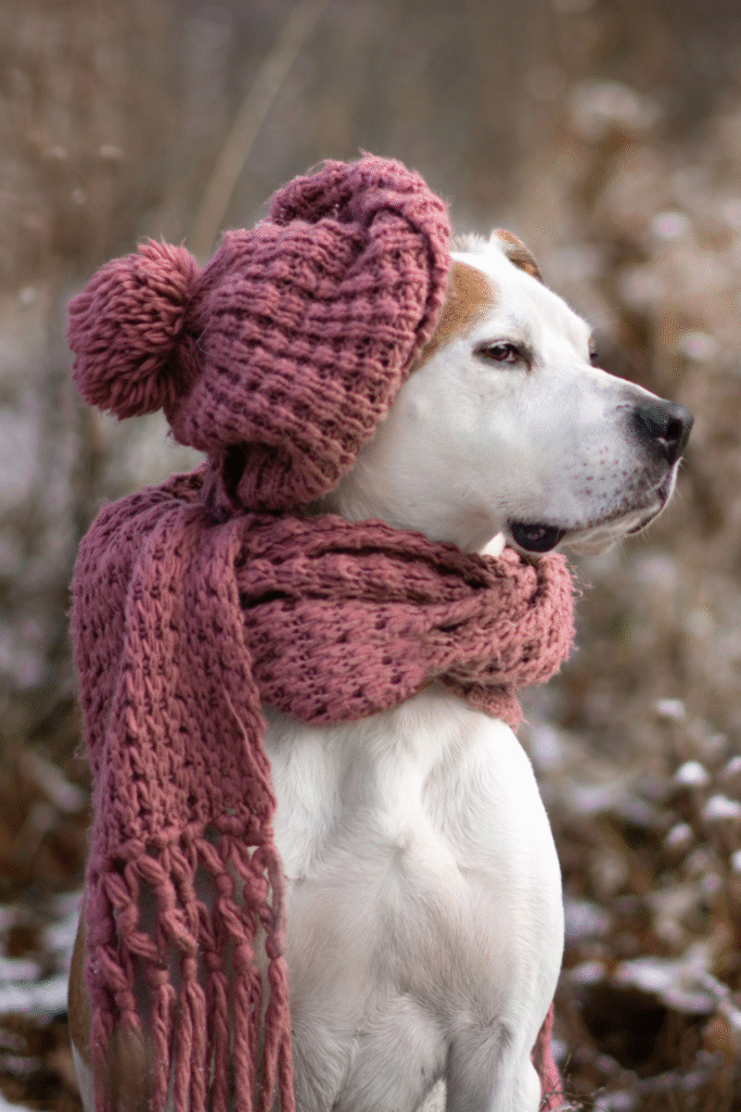 Extreme Cold Weather Dogs and Special Considerations