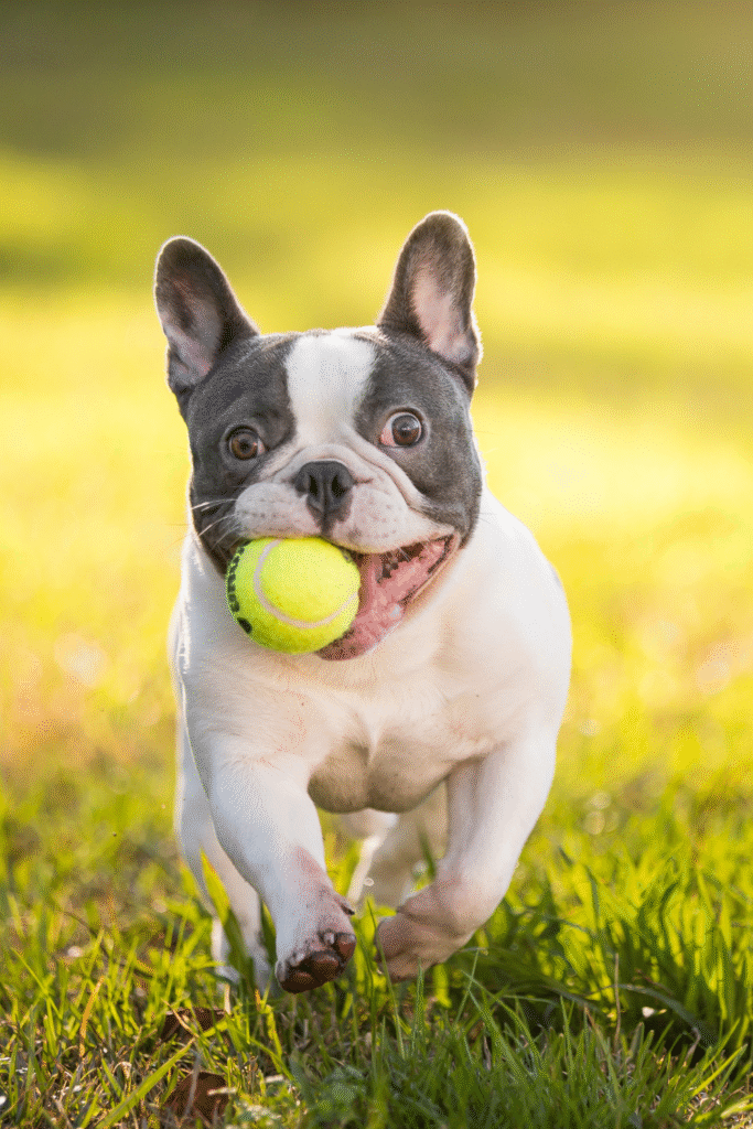 French Bulldogs