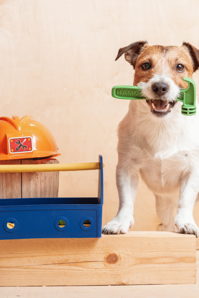 DIY Dog Training Tools