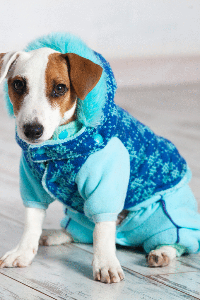 Dog Winter Care Essentials: Gear That Keeps Your Pup Safe
