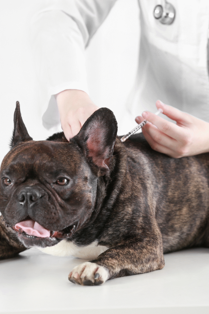 Dog Vaccinations Schedule