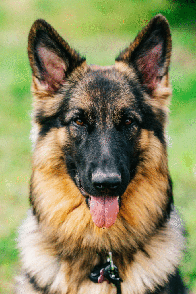  German Shepherd
