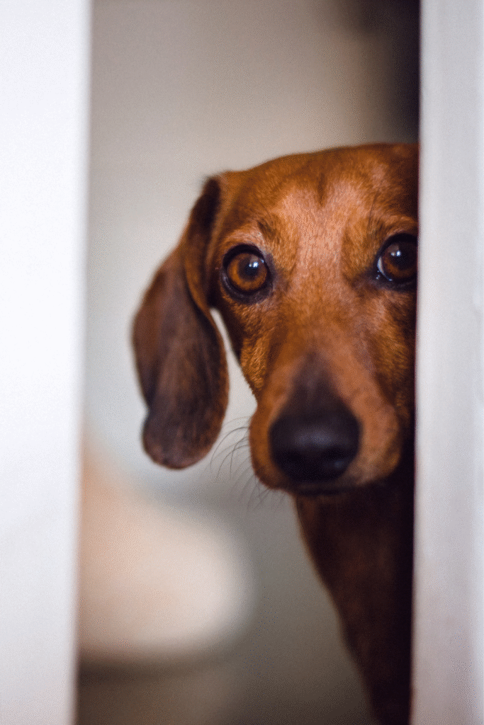 Causes of Fear in Dogs