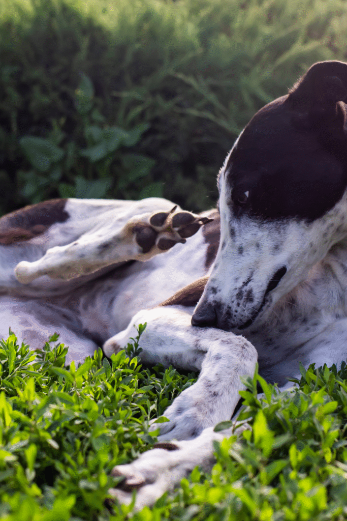 Dog Parasites 