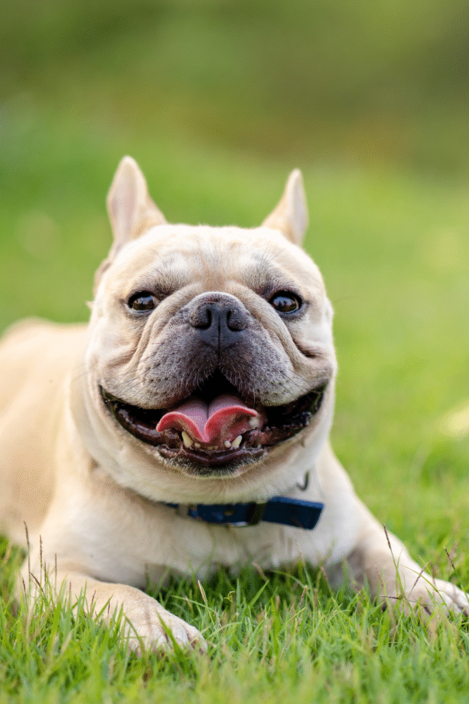 French Bulldogs