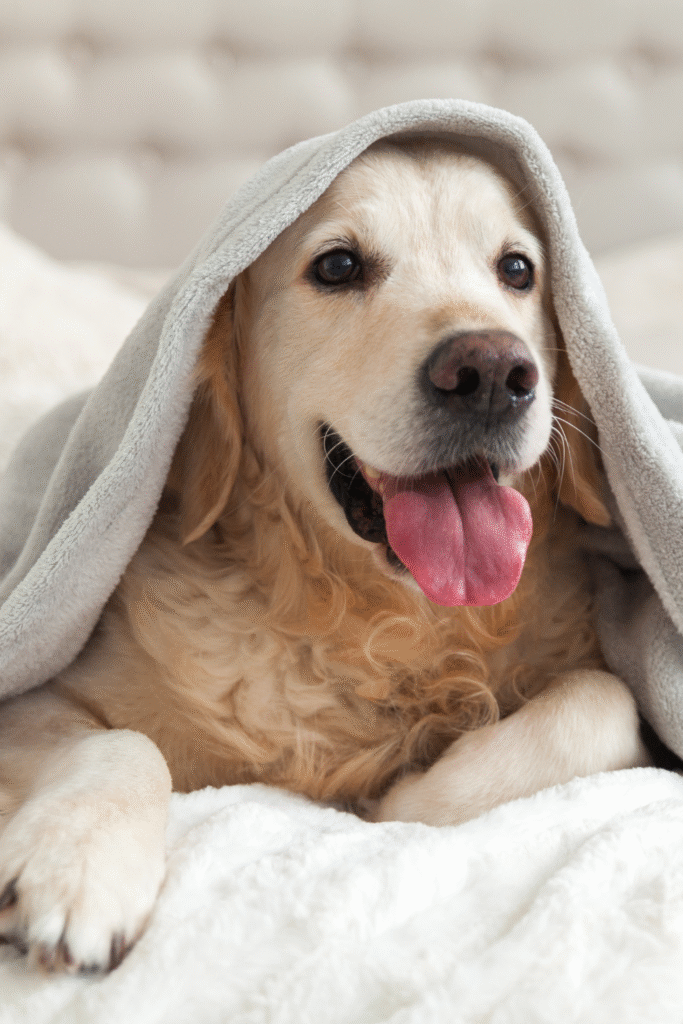 Dog Winter Care Essentials