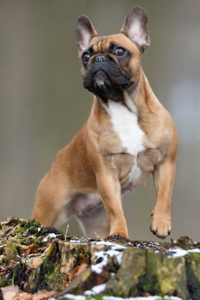 French Bulldogs