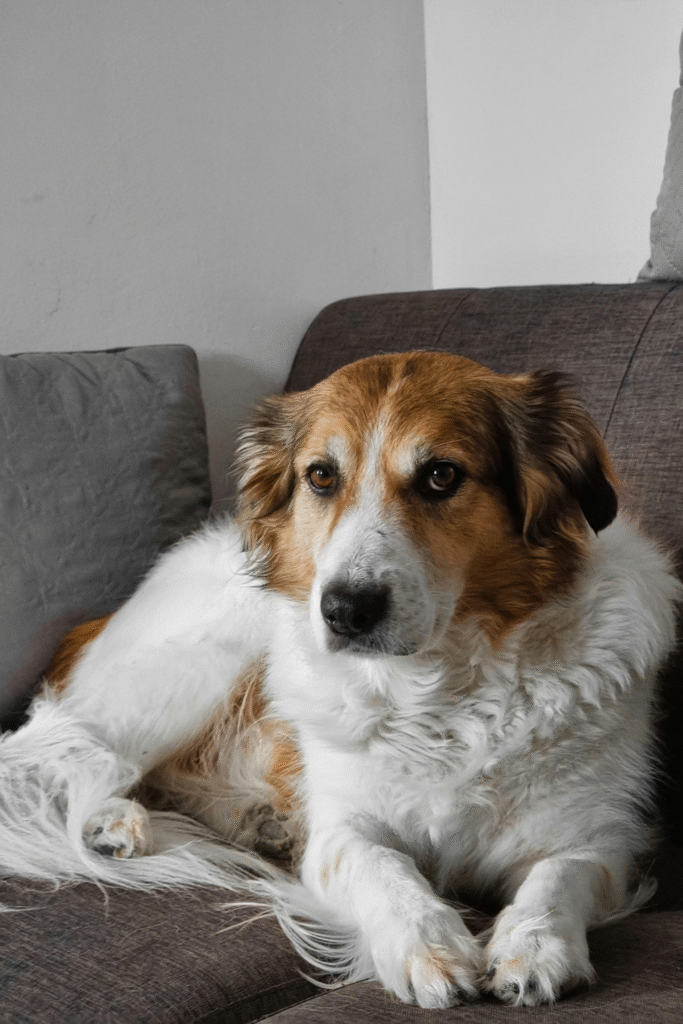 Most Loyal and Protective Dog Breeds