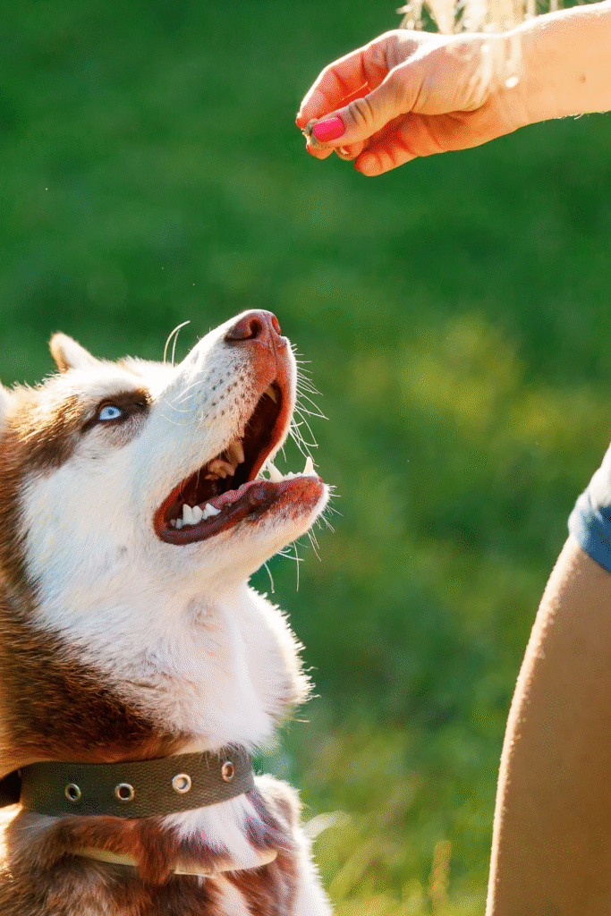 Basic Obedience Training for Dogs