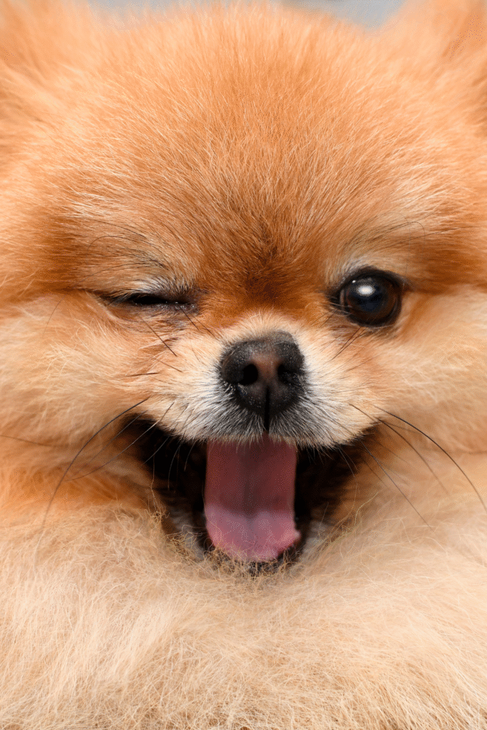 Healthy dog