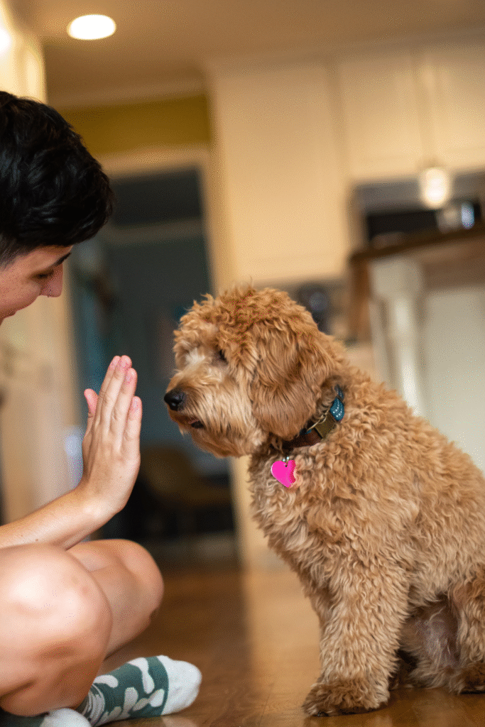 Puppy Training Tips