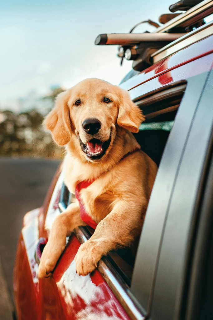 Preparing Your Dog for Travel