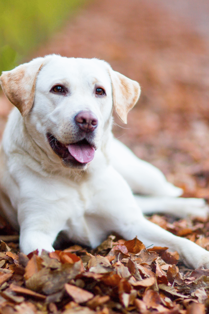 Labrador Retriever