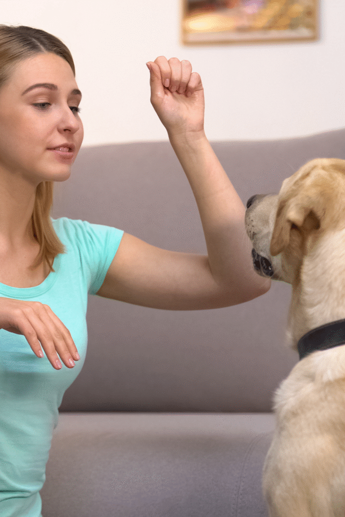 Basic Obedience of Dogs