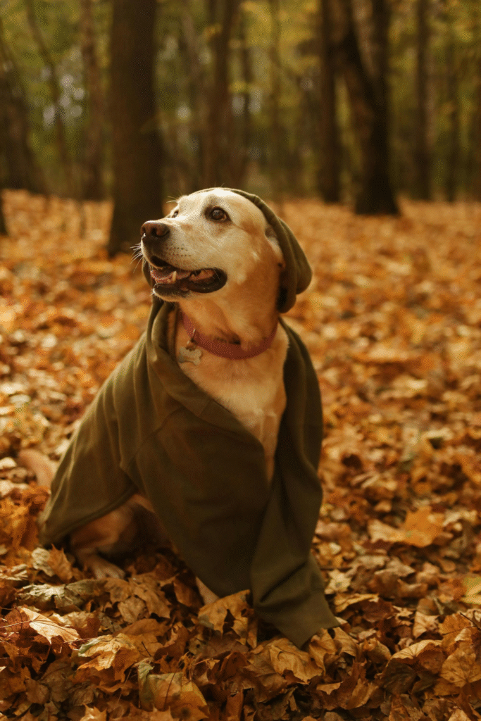 Keeping Dogs Warm During Winter Outdoor Activities