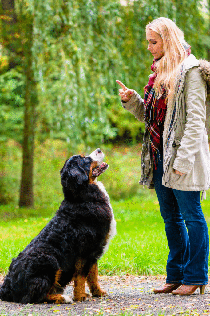 Basic Obedience Training for Dogs