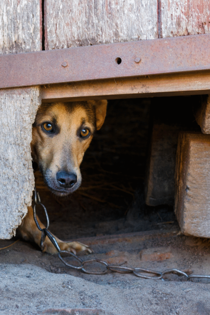 Signs of Fear in Dogs