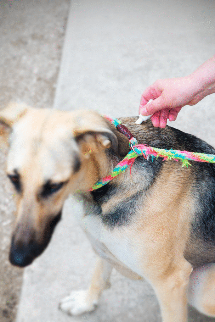 Dog Parasites 